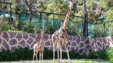 Zürafanın yavrusu yetim doğdu