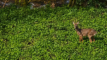 Çamlıhemşin’de doğanın sürprizi: Karaca kameraya yansıdı