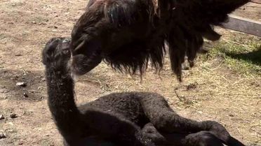 Ormanya'da doğan yavru deve için renkli kutlama