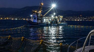 Gemlik Körfezi'nde Sardalya Avcılığına Dikkat