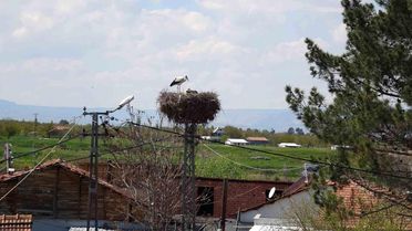 Malatya'da Leylekler Yuvalarına Döndü