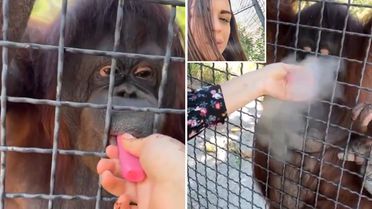 Nesli tükenmekte olan orangutana elektronik sigara içiren sporcu büyük tepki çekti