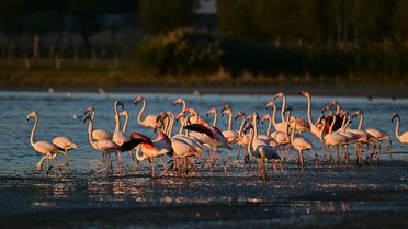 Flamingolar Erçek Gölü'ne Geri Dönüyor