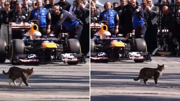 İstanbul'da Formula 1 aracını selamlayan kedi dünyada viral oldu