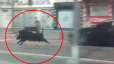 Batman'da kent merkezine inen yaban domuzu 3 kişiyi yaraladı