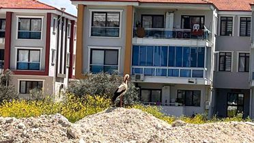 Yatağan'da Leylek Şehirde