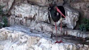 Kara Leylek Artvin'de Dron ile Görüntülendi