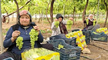 Silifke'de İlk Üzüm Hasadı Başladı