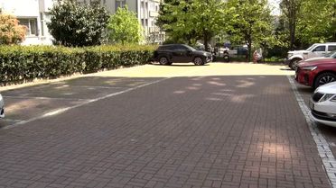 Beylikdüzü'nde başıboş köpekler vatandaşı kovaladı