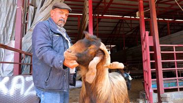 Kahramanmaraş'ta Kurbanlık Fiyatları Düştü