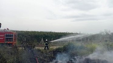 Hassa'da zeytinlik yangını