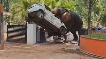 Hindistan'da kontrolden çıkan fil, sürücüsünü ezip başında nöbet tuttu