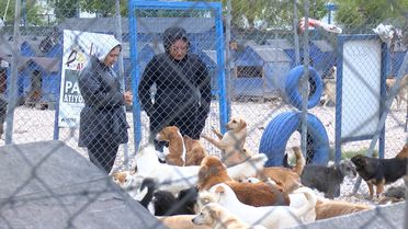Bursa'da Terkedilen Hayvanlar Barınakta Yaşıyor