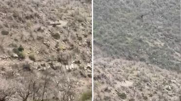 Şırnak'ta kartalın domuz avı kamerada