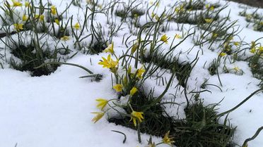 Mayıs ayında kar manzarası