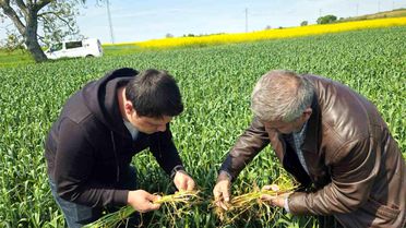 Edirne'de Buğday Tarlalarında Hastalık Uyarısı