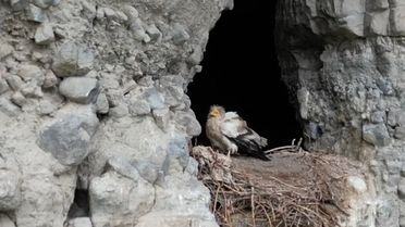 Kınıkçı Kanyonu'nda Mısır Akbabası Görüntülendi