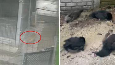 Tilki girdiği kümeste 14 tavuğu telef etti! O anlar kamerada