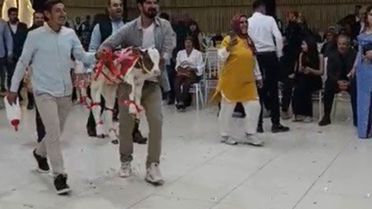 Osmaniye'de damada düğünde altın yerine buzağı verildi