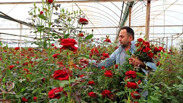Antalya'da Gül Fiyatları Aracıların Kazancını Artırıyor