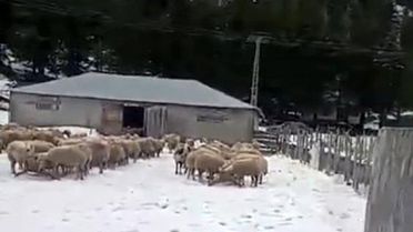 Osmaniye'de Mahsur Kalan Vatandaş Kurtarıldı
