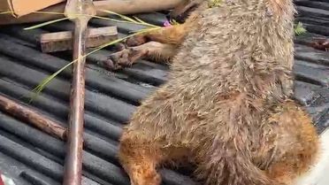 Yaralı Çakal Öğretmenler Tarafından Bulundu