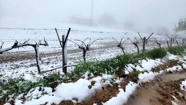 Sarıgöl'de Ani Hava Değişiklikleri Tarımı Vurdu