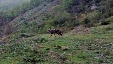 Yenice'de Aç Kalan Çakal Görüntülendi