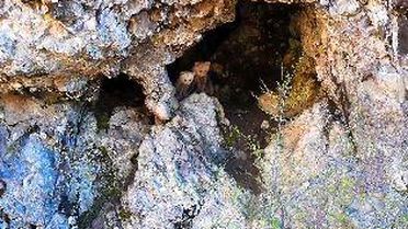 Artvin'de Anne Ayı ve Yavruları Görüntülendi