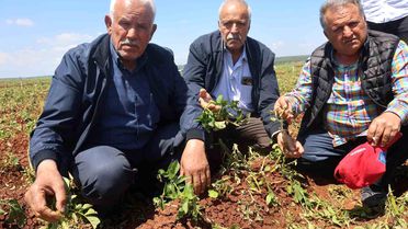 Hatay'da Dolu Tarım Ürünlerini Vurdu