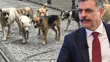 Bakan Çiftçi, sokak hayvanları sorununun tamamen çözümü için tarihi verdi