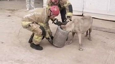 Hamile Köpek İtfaiye Ekiplerince Kurtarıldı