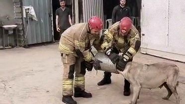 Gebe Sokak Köpeği İş Makinesi Filtresinden Kurtarıldı