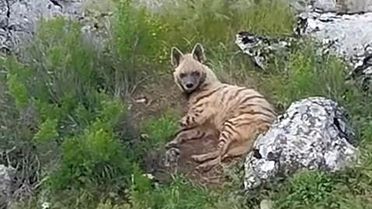 Çizgili Sırtlan Gölbaşı'nda Görüntülendi
