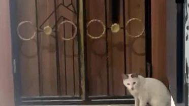 Yılanla Oynayan Kedi Panik Yarattı
