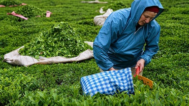 2026 yılı yaş çay alım fiyatı kilogram başına 35 lira olarak belirlendi