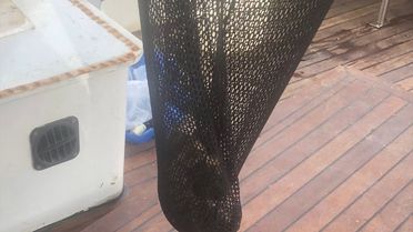 Balıkçı Teknesinde Sıkışan Kediler Kurtarıldı