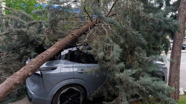 Çankaya'da Rüzgar Ağaç Devirtti, Araçlar Hasar Gördü