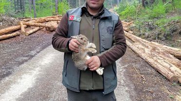 Yavru Tavşan Kurtarıldı