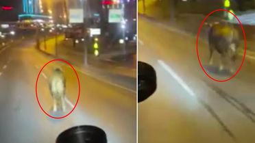 Avcılar'da pazardan kaçan kurbanlık dana E-5'i karıştırdı