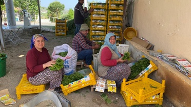 Üzümden önce yaprağı kazandırdı: Kapış kapış gidiyor