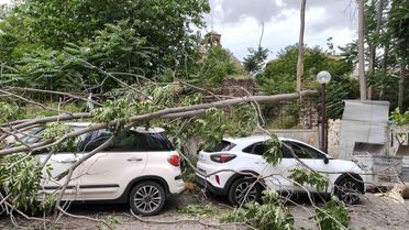 Rüzgarda devrilen ağaç park halindeki araçlara zarar verdi
