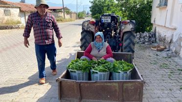 Alaşehir'de Asma Yaprağı Sezonu Başladı