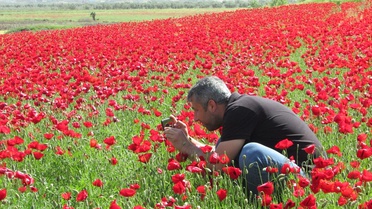 İslahiye'de Gelincik Şöleni