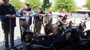 Büyükbaş Kurbanlıklar Ön Planda