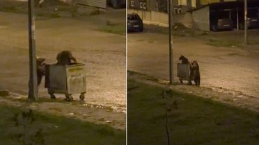 Sarıkamış'ta Ayıların Çöp Macerası