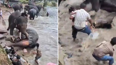 Hindistan'da iki fil birbirine girdi, bir turist hayatını kaybetti