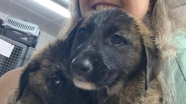Alanya'da Mahsur Yavru Köpekler Kurtarıldı