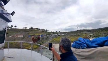Kaptan Tavuk Yozgat'ta Gülümsetti