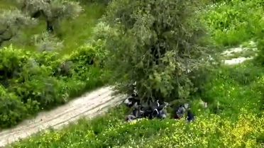 Hatay'da ağaç altında gizlenen 42 kaçak göçmen drone ile yakalandı